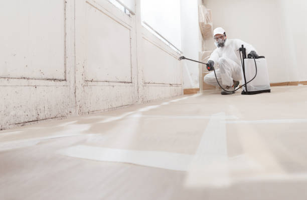 Black mold remediation team in Kingsville